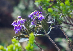 Solanum stenophyllum