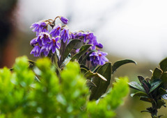 Solanum stenophyllum