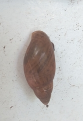Euglandina rosea