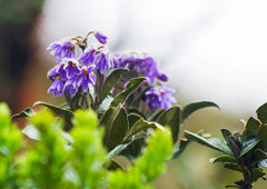Solanum stenophyllum