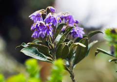 Solanum stenophyllum