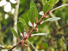 Columnea angustata