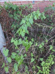 Funastrum cynanchoides