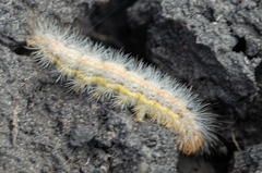 Cisseps fulvicollis