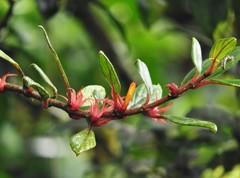 Columnea angustata