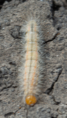 Cisseps fulvicollis