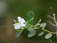 Toxomerus verticalis