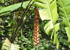 Heliconia combinata