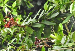 Marcgraviastrum mixtum