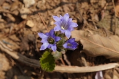 Gentiana zollingeri