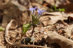 Gentiana zollingeri