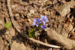 Gentiana zollingeri