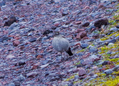 Muscisaxicola alpinus