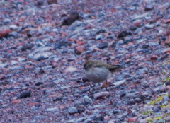 Muscisaxicola alpinus