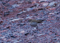 Muscisaxicola alpinus