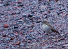 Muscisaxicola alpinus