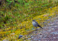 Muscisaxicola alpinus