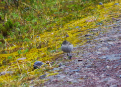 Muscisaxicola alpinus