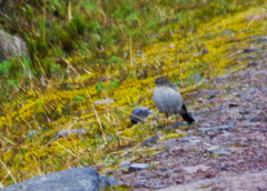 Muscisaxicola alpinus