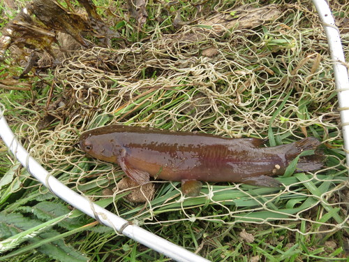 Gebande kokopu (Galaxias fasciatus) — Galaxiidae — 2