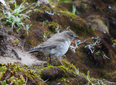 Muscisaxicola alpinus
