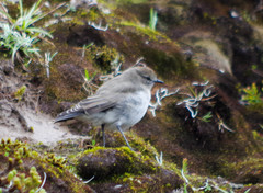 Muscisaxicola alpinus