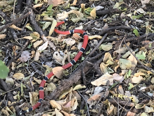 West Mexican Coralsnake