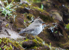 Muscisaxicola alpinus