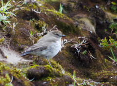 Muscisaxicola alpinus
