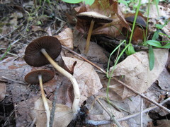 Psathyrella praetenuis