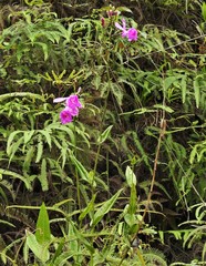 Epistephium amplexicaule