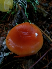 Lactarius subflammeus