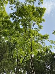 Cyclocarya paliurus