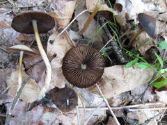 Psathyrella praetenuis