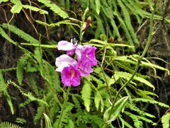 Epistephium amplexicaule