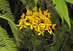 Epidendrum aura-usecheae