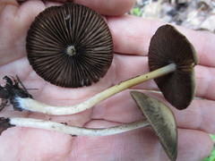 Psathyrella praetenuis