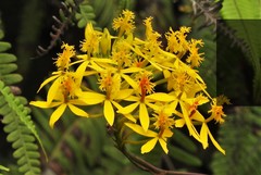 Epidendrum aura-usecheae