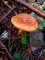 Lactarius subflammeus