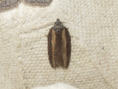 Acleris arcticana