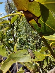 Desmocerus aureipennis