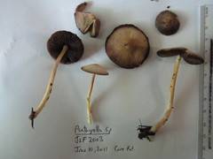Psathyrella praetenuis