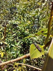 Desmocerus aureipennis