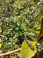 Desmocerus aureipennis