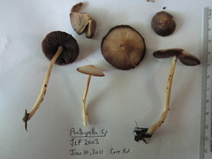 Psathyrella praetenuis