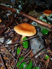 Lactarius subflammeus