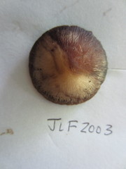 Psathyrella praetenuis