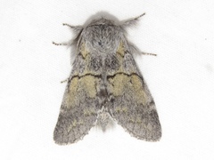 Gluphisia lintneri