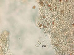 Psathyrella praetenuis