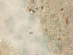 Psathyrella praetenuis